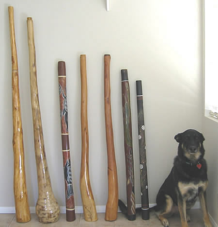 A collection of Didgeridoo's
